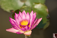 Lotus Flower
