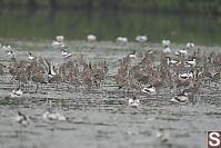 Flock Of Black Tailed Godwit