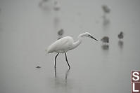 Great Egret In Breeding Colours