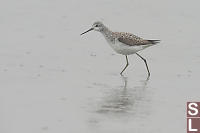 Marsh Sandpiper