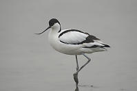 Pied Avocet On One Leg