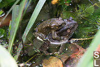 Asian Common Toad