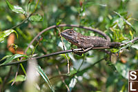 Changeable Lizard Basking