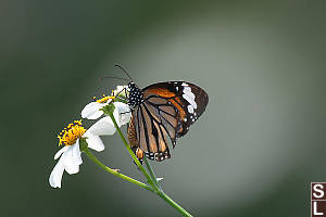 Common Tiger