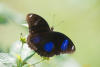 great eggfly