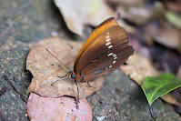 Large Faun Licking Leaf