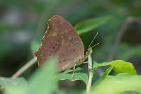Lemon Pansy Underside