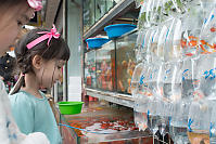 Looking At Bagged Gold Fish