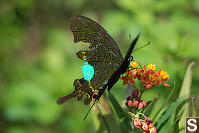 Paris Peacock Feeding