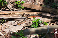 Two Skinks In Woodpile Hg