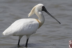 Black Faced Spoonbill Profile
