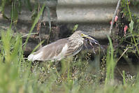 Drowned Bird Positioned For Swallowing
