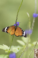 Plain Tiger On Vervain