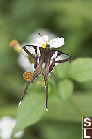 White Dragontail On Bidens Alba