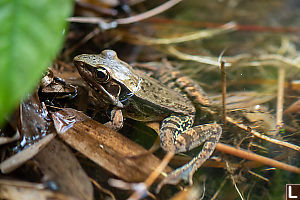 Frog