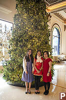 Christmas Tree At Peninsula