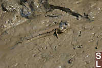 Mudskipper