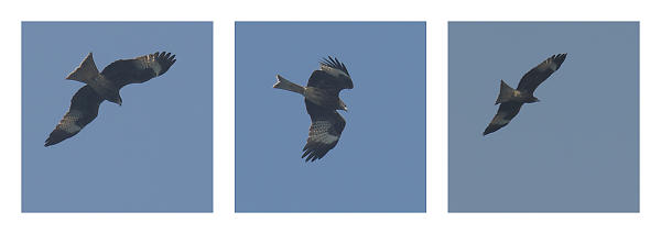 Black Eared Kite