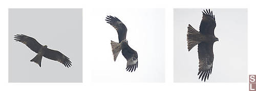 Black Eared Kite Turning