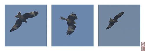 Black Eared Kite
