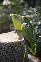 Blue-frontedAmazon Pair