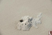 Ghost Crab Burrow