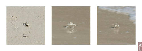 Ocypode Cordimana Flying Down The Beach