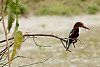 White-throated Kingfisher