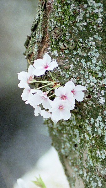 mainimage