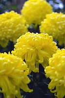 Irregular Incurve Chrysanthemum