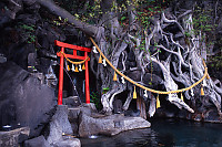 Shrine And Tree In Pool