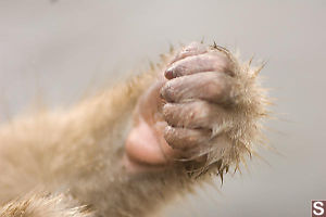 Monkey Palm