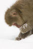 Japanese macaque