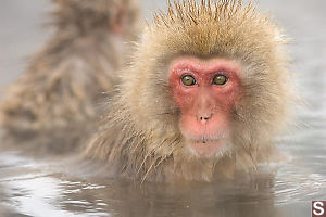 Red Face In Hot Spring