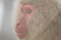 Three Quarters Red Face