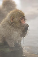 Young Monkey Dripping