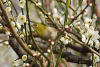 Japanese White-eye