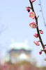 Plum Blossoms