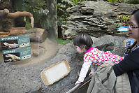 Claira Looking At Central Bearded Dragon