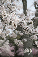 Cherry Blossoms At Full