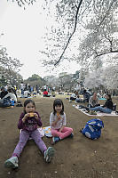 Eating Cookies Under Cherry Blossoms