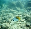 threadfin butterflyfish
