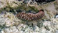 Sea Cucumber