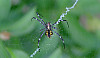 Hawaiian garden spider