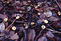 Mushrooms Growing In Leaves