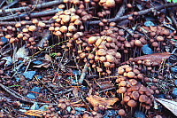 Really Friendly Mushrooms