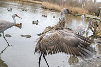 Juvenile Sand Hill Crane Shaking Feathers