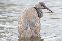 Juvenile Sand Hill Crane