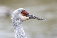 Sandhill Crane Standing Feathers