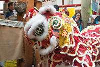 Lions Head Eating Lettuce